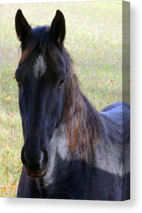 Black Beauty Canvas Print featuring the photograph Black Beauty by Kathleen Luther