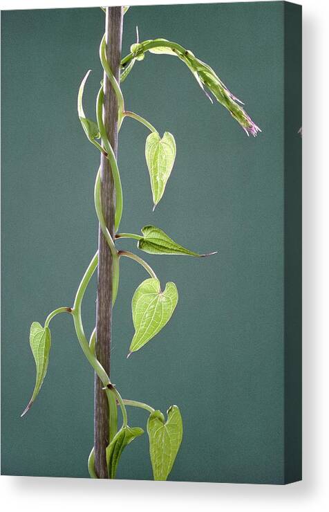 Angiosperm Canvas Print featuring the photograph Black Bryony by Perennou Nuridsany