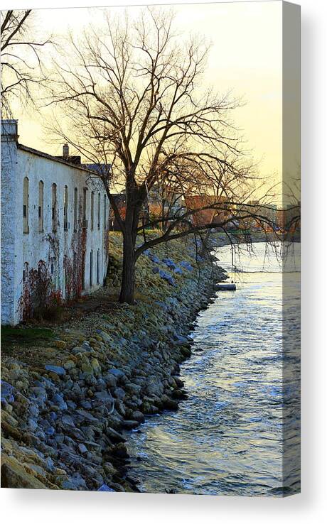Tree Canvas Print featuring the photograph Blue and Yellow Morning by Viviana Nadowski