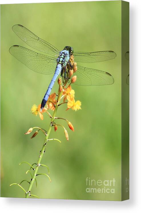 Dragonfly Canvas Print featuring the photograph Blue Dragonfly on Yellow Flower by Carol Groenen