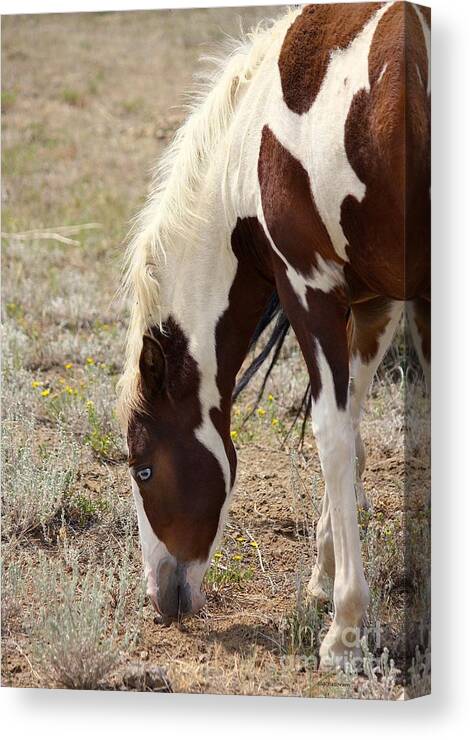 Horse Canvas Print featuring the photograph Blue by Veronica Batterson