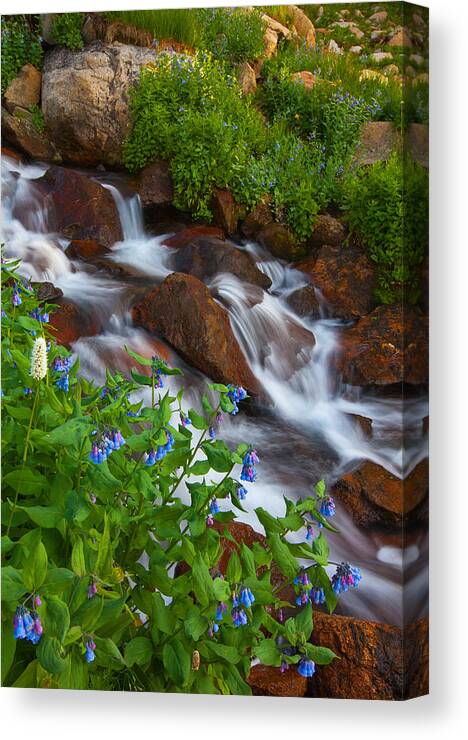 Stream Canvas Print featuring the photograph Bluebell Creek by Darren White