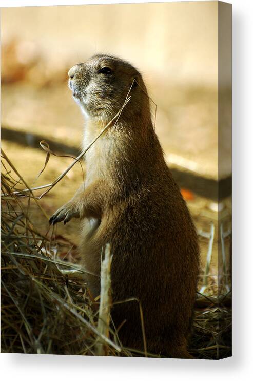 Prairie Dog Canvas Print featuring the photograph Born on the Prairie by Rebecca Sherman