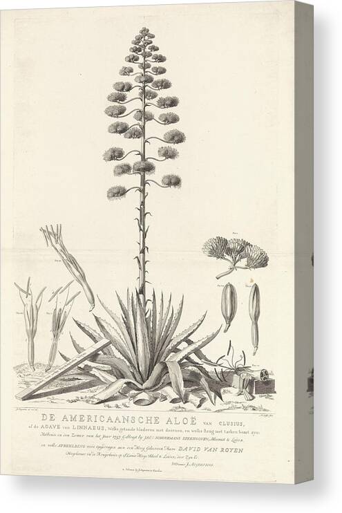 Plants Canvas Print featuring the drawing Botanical Drawing Of Blooming Agave Plant by Agavoideae And Abraham Delfos And Jacobus Luberti Augustini And David Van Royen And