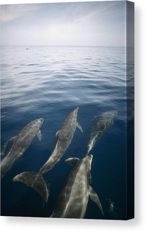 Feb0514 Canvas Print featuring the photograph Bottlenose Dolphins Surfacing Galapagos by Tui De Roy