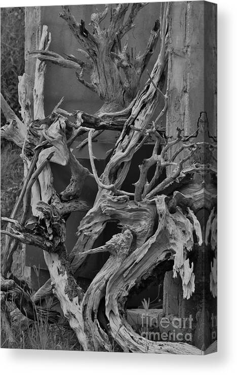 Tree Canvas Print featuring the photograph Branches by Mina Isaac