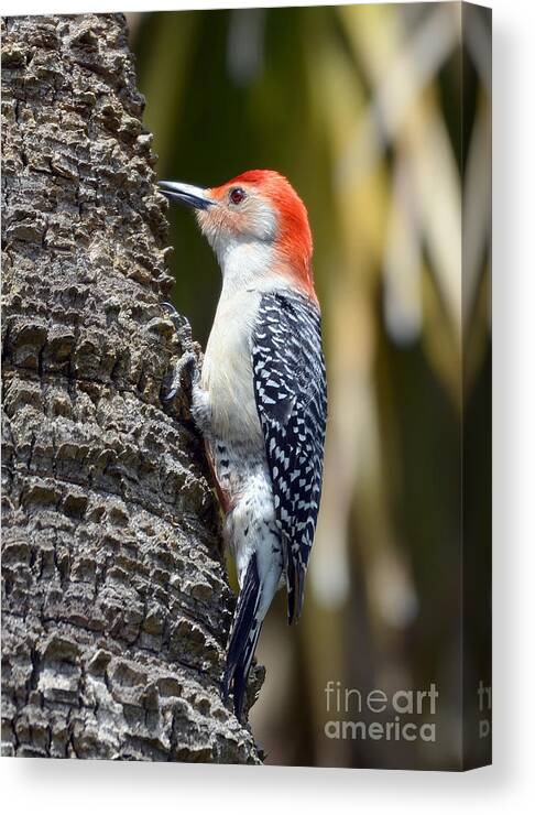 Woodpecker Canvas Print featuring the photograph Building A Home by Kathy Baccari
