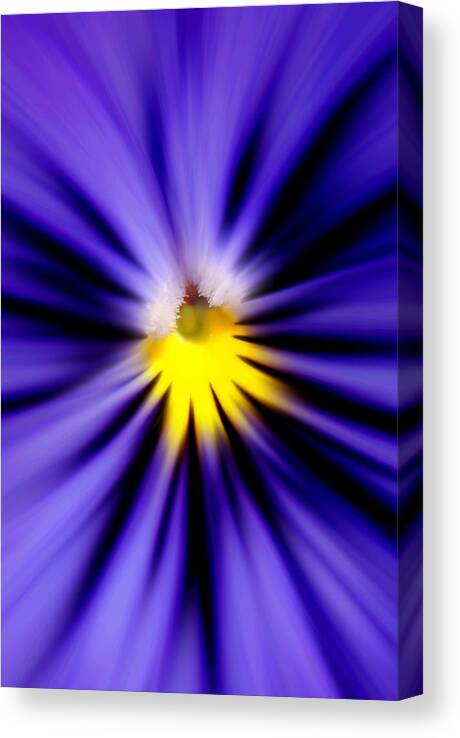 Flower Canvas Print featuring the photograph Bursting with Blue Pansy by Kelly Nowak