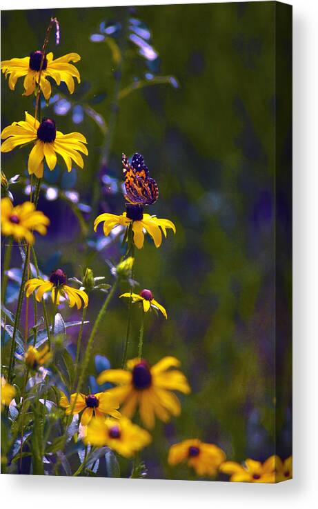 Wildflowers And Butterflies Canvas Print featuring the digital art Butterfly On Black Eyed Susans by Pamela Smale Williams