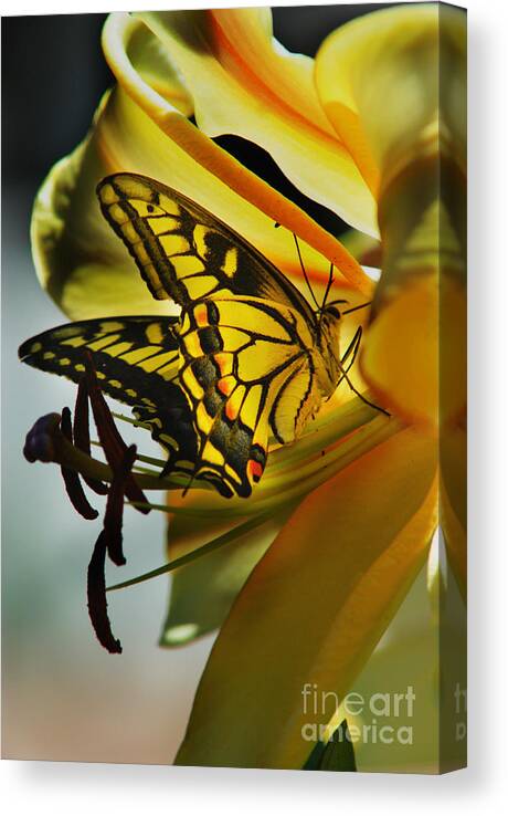 Butterfly Canvas Print featuring the photograph Butterfly by Loni Collins