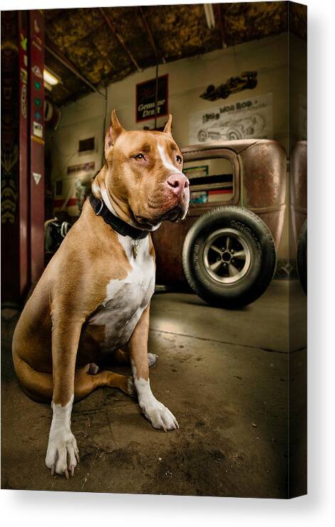 Hotrod Canvas Print featuring the photograph Caesar at Millers Chop Shop by Yo Pedro