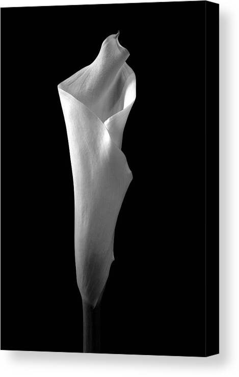 Cala Lilly Canvas Print featuring the photograph Cala Lilly 2 by Ron White