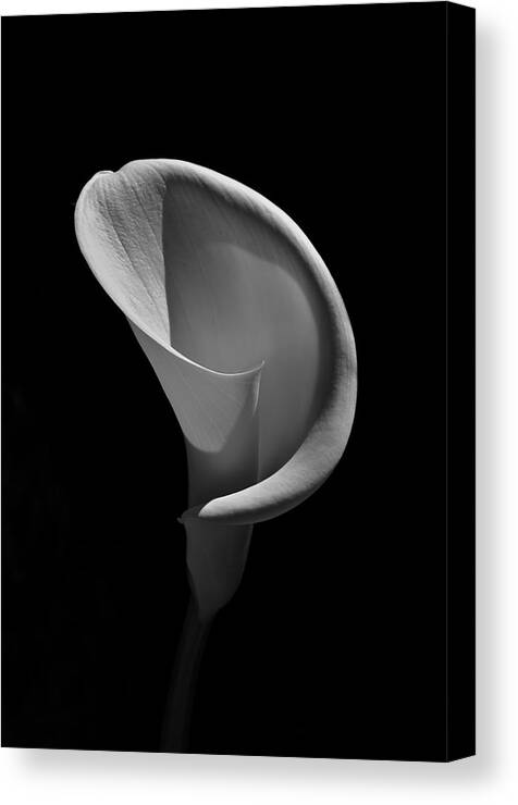 Cala Lily Canvas Print featuring the photograph Cala Lilly 3 by Ron White