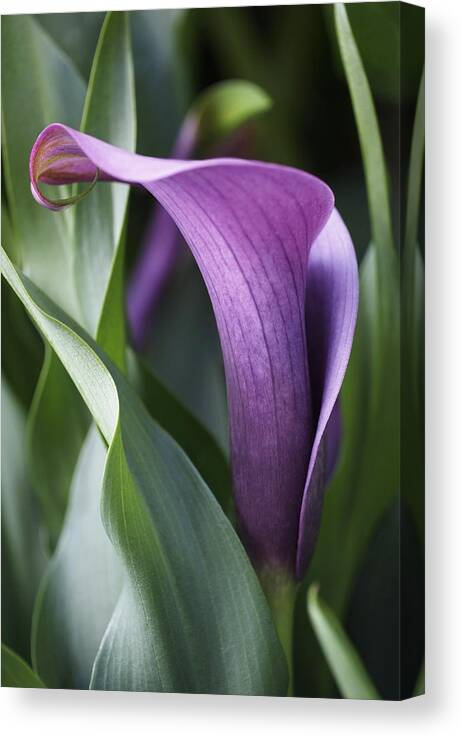 Lily Canvas Print featuring the photograph Calla Lily in Purple Ombre by Rona Black