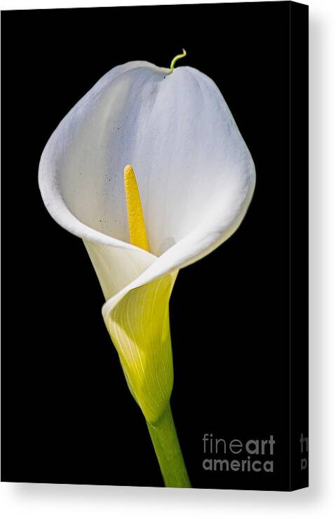 Calla Lily Canvas Print featuring the photograph Calla Lily by Kate Brown