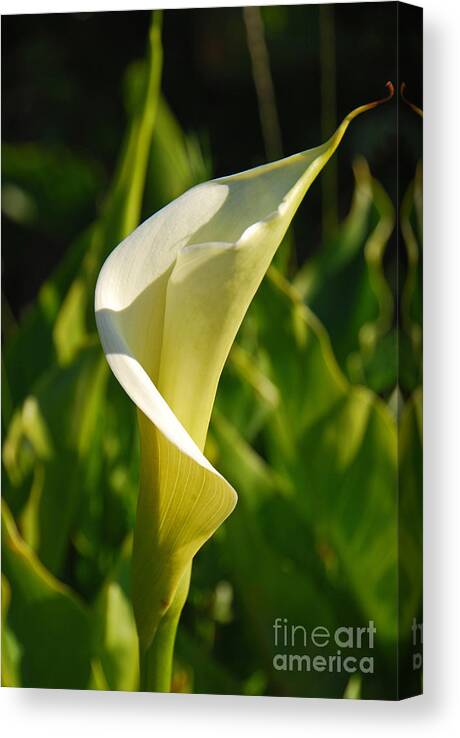 Flower Canvas Print featuring the photograph Calla Lily by Mary Carol Story