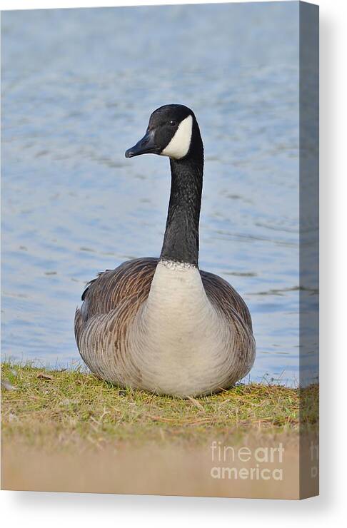 Goose Canvas Print featuring the photograph Canada Goose Resting By The Lake by Kathy Baccari