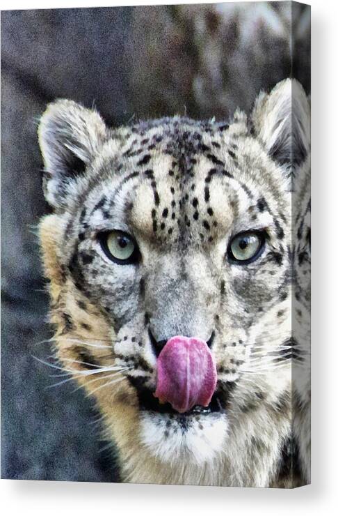 Eyes Canvas Print featuring the mixed media Cat Lick Portrait by Angelina Tamez