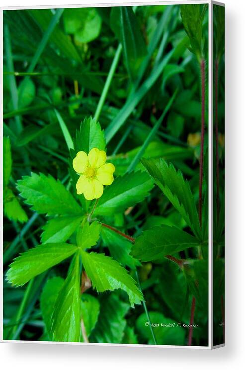  Yellow Canvas Print featuring the photograph Cinqfoil Beauty by Kendall Kessler