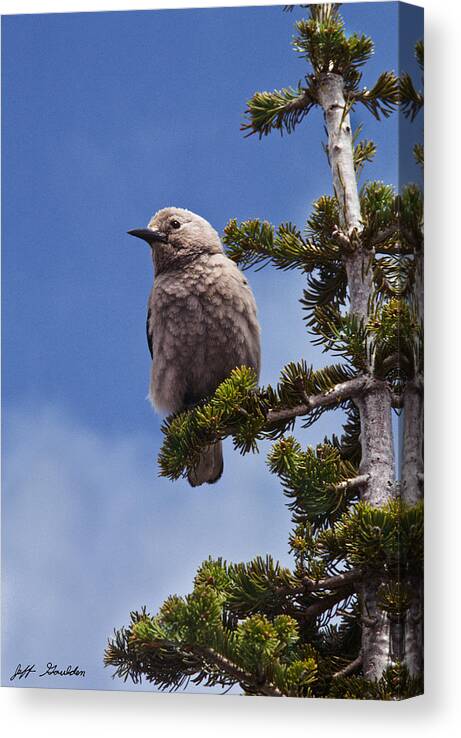 Animal Canvas Print featuring the photograph Clark's Nutcracker in a Fir Tree by Jeff Goulden