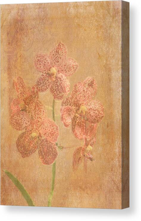Orchid Canvas Print featuring the photograph Class President Grunge Orchids by Rosalie Scanlon