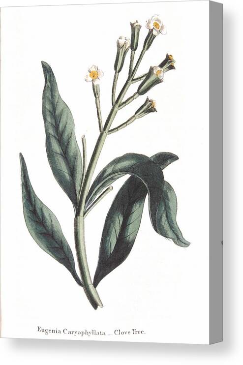 Clove Canvas Print featuring the painting Clove Eugenia Aromatica by Anonymous