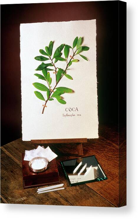 Cocaine Canvas Print featuring the photograph Coca Plant (erythroxylon Coca) And Cocaine by Pascal Goetgheluck/science Photo Library