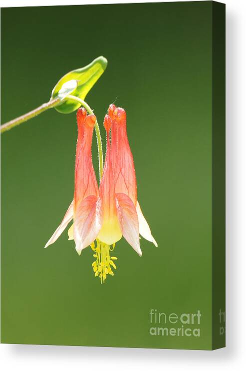 Columbine Flower In Sunlight Canvas Print featuring the photograph Columbine Flower in Sunlight by Robert E Alter Reflections of Infinity