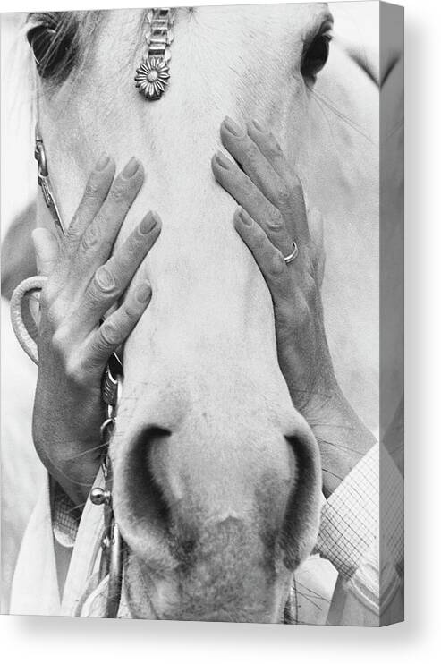 Animal Canvas Print featuring the photograph Conchita Cintron Holding The Head Of A Horse by Henry Clarke