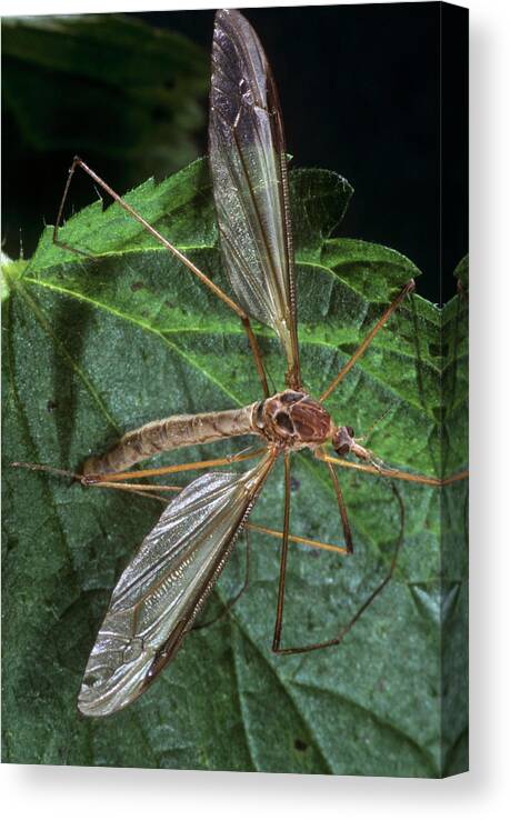 Tipula Oleracea Canvas Print featuring the photograph Crane Fly by M F Merlet/science Photo Library
