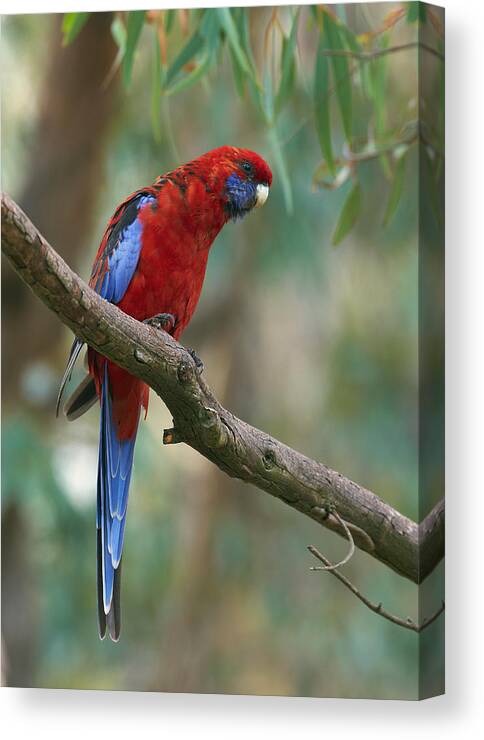Martin Willis Canvas Print featuring the photograph Crimson Rosella Parrot Canberra by Martin Willis