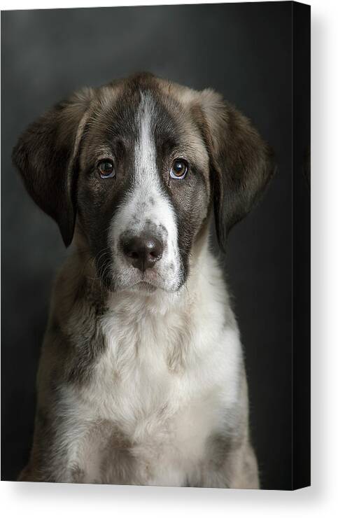 Pets Canvas Print featuring the photograph Dana Retrato by Silversaltphoto.j.senosiain