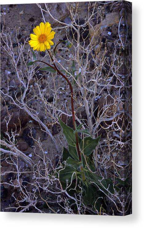 Death Valley National Park Canvas Print featuring the photograph Death Valley Growth by Doug Davidson
