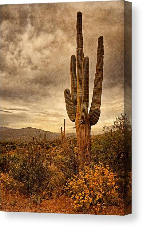 Cactus Canvas Print featuring the photograph Desert Sentinels by Leda Robertson