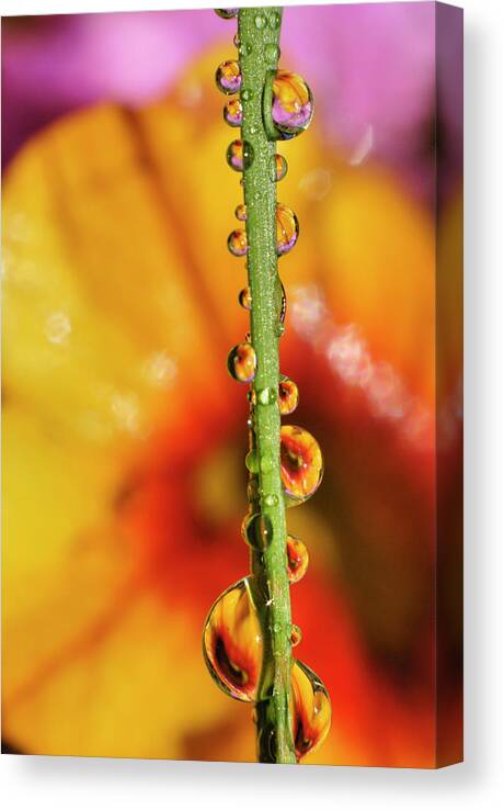 Macro Canvas Print featuring the photograph Dew Droplet Fractals by Arthur Fix