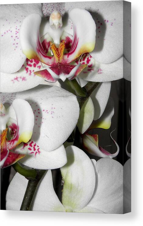 White Orchids Canvas Print featuring the photograph Dots and Splashes of Pink on Orchid by Kim Galluzzo Wozniak