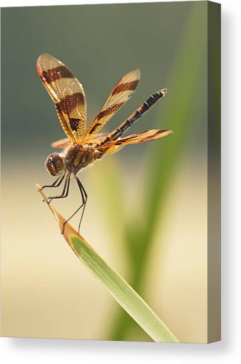 Dragonfly Canvas Print featuring the photograph Dragonfly Dreams by Leda Robertson