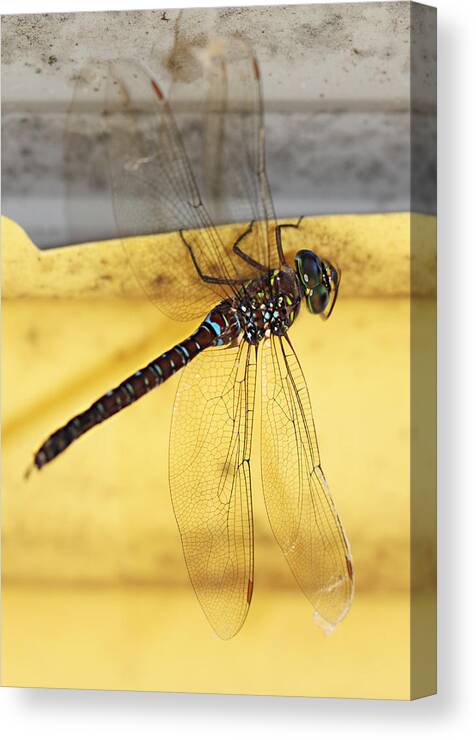 Dragonfly Canvas Print featuring the photograph Dragonfly Web by Melanie Lankford Photography