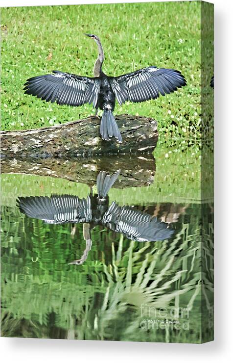 Anhinga Canvas Print featuring the photograph Drying In The Sun by Deborah Benoit