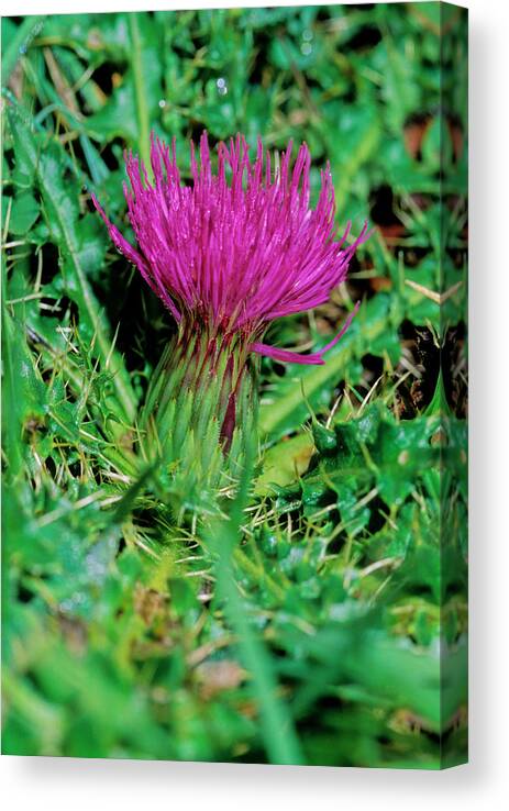Dwarf Thistle Canvas Print featuring the photograph Dwarf Thistle (cirsium Acaule) by Bruno Petriglia/science Photo Library