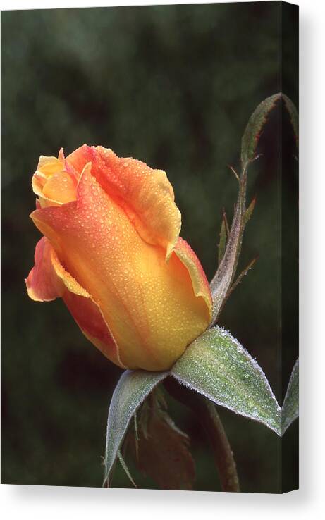 Flowers Canvas Print featuring the photograph Early Morning Rosebud by Ginny Barklow