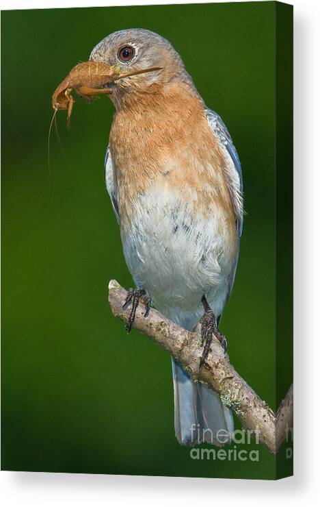 Eastern Bluebird Canvas Print featuring the photograph Eastern Bluebird with Katydid by Jerry Fornarotto