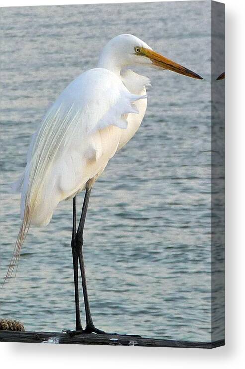 Heron Canvas Print featuring the photograph Egret by John Collins
