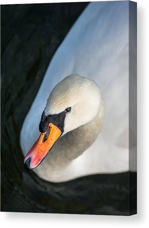 Swan Canvas Print featuring the photograph Elegant Swan by Andreas Berthold