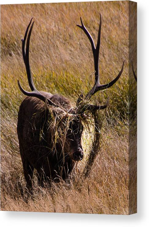 Elk Canvas Print featuring the photograph Elk Hairdo by Cathy Donohoue