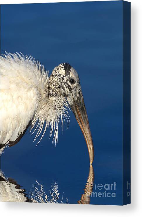 Woodstork Canvas Print featuring the photograph Endangered Woodstork Reflection by Kathy Baccari