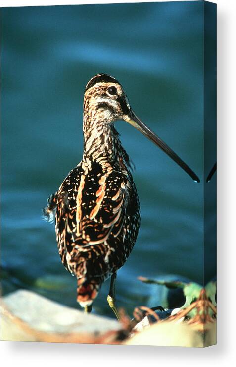 Ethiopian Snipe Canvas Print featuring the photograph Ethiopian Snipe by Tony Camacho/science Photo Library