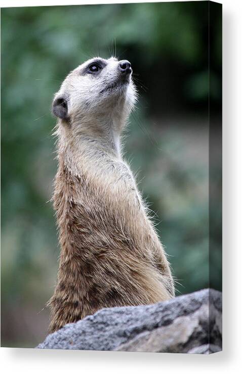 Meerkat Canvas Print featuring the photograph Ever Watchful by David Nicholls