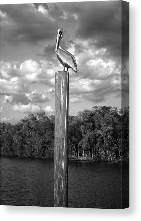 Everglades Canvas Print featuring the photograph Everglades Pelican by Timothy Lowry