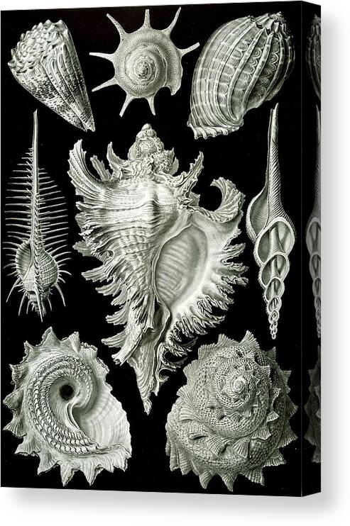 Zoology Canvas Print featuring the painting Assorted Sea Shells by Ernst Haeckel
